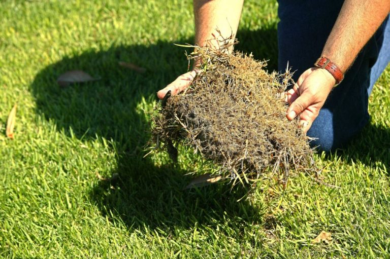 Caring, Maintenance, Installing Zoysia Sod Ocala & Gainesville