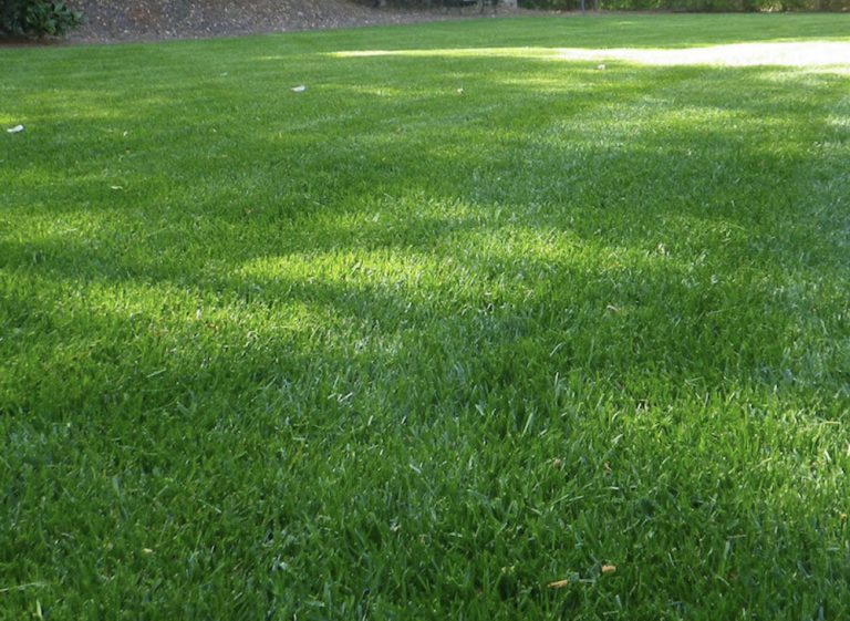 Caring, Maintenance, Installing Zoysia Sod Ocala & Gainesville