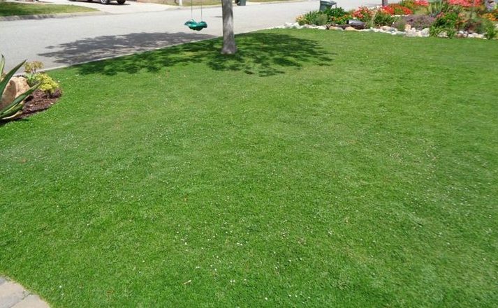 Centipede grass 