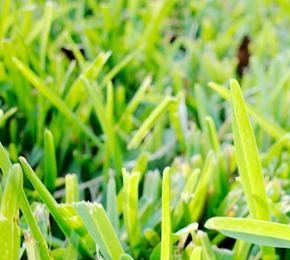 St Augustine grass