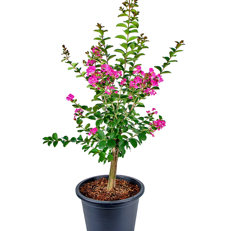 Crepe Myrtle Pruning How To Guide Discover How To Properly Prune.