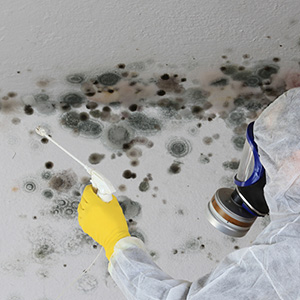 A technician cleaning mold