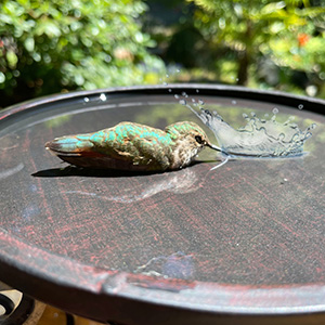 a hummingbird in a bird bath