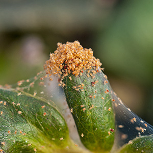 spider mite pests